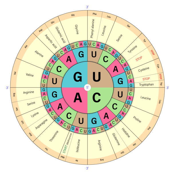 Codon Usage Bias And Codon Optimization GenCefe